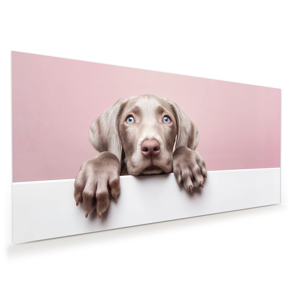 Weimaraner-Welpe mit hellblauen Augen schaut über eine weiße Wand, rosa Hintergrund