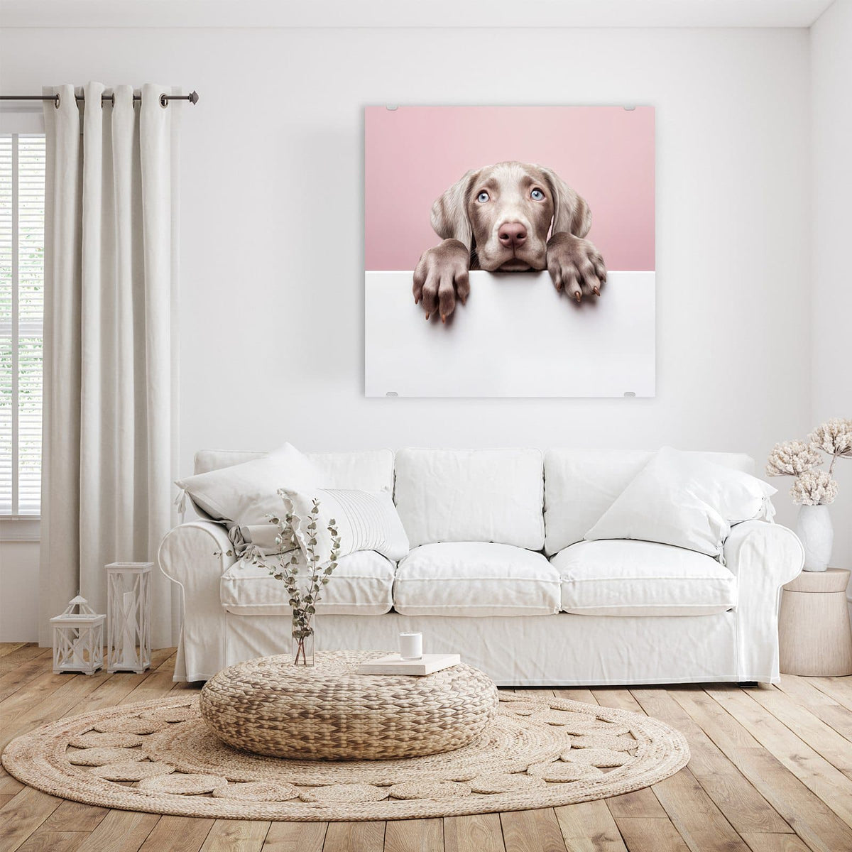 Weimaraner-Welpe mit hellblauen Augen schaut über eine weiße Wand, rosa Hintergrund