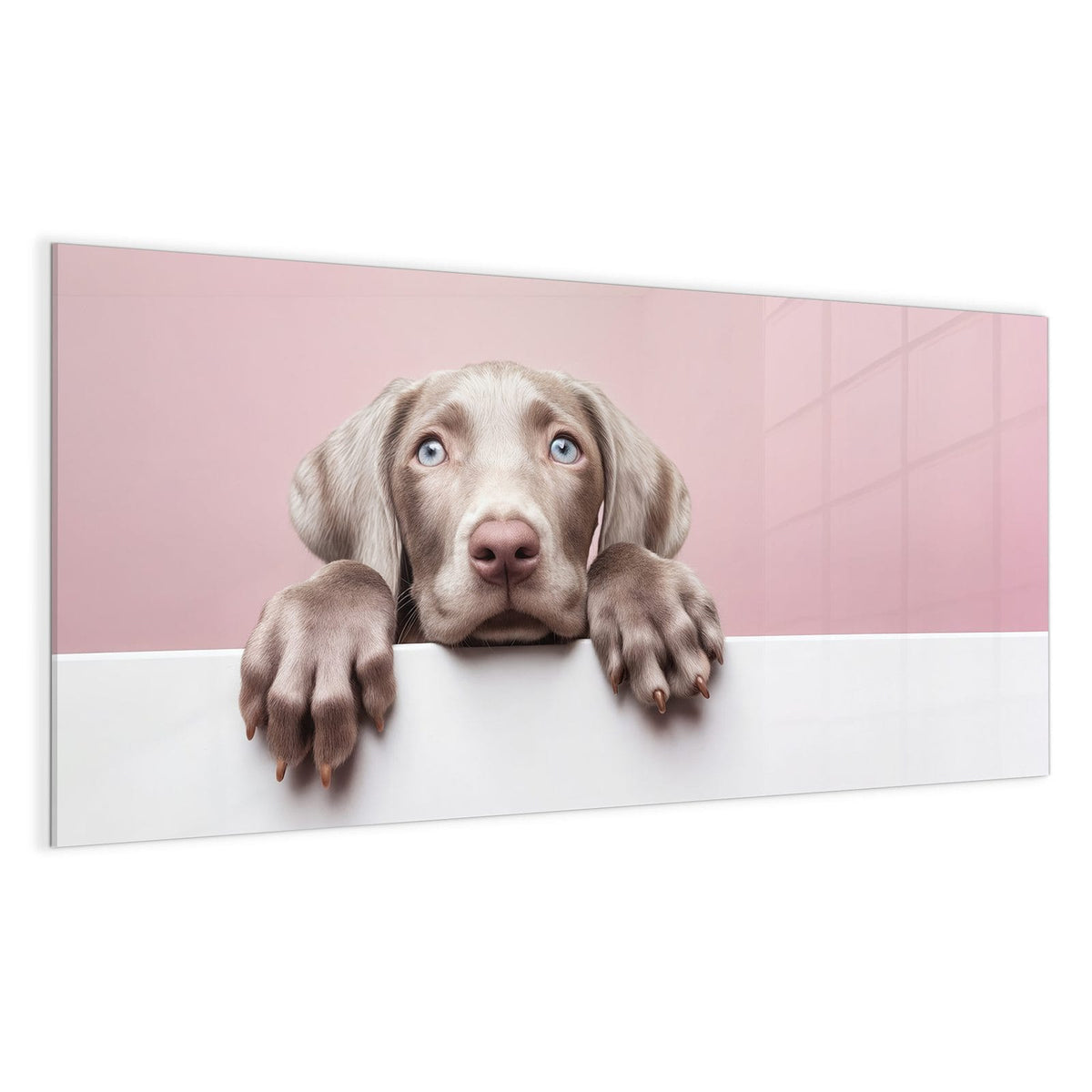 Weimaraner-Welpe mit hellblauen Augen schaut über eine weiße Wand, rosa Hintergrund